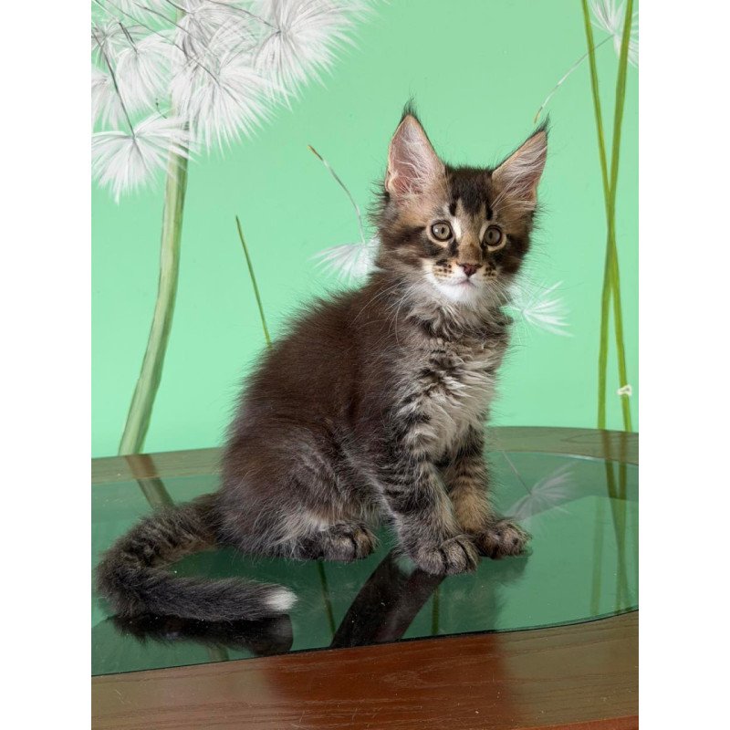 Maine Coon Tom