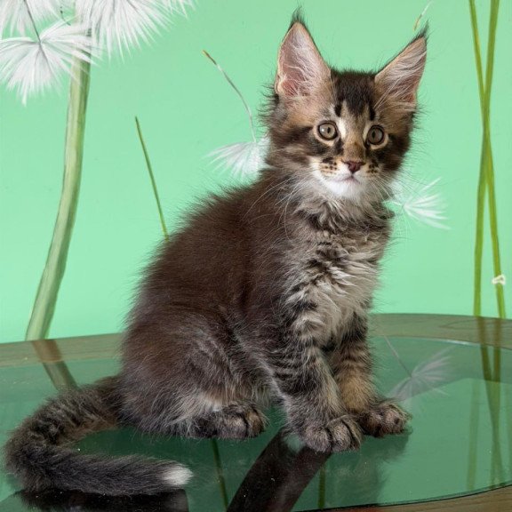 Maine Coon Tom