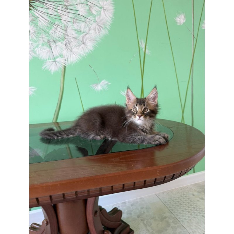 Maine Coon Tom