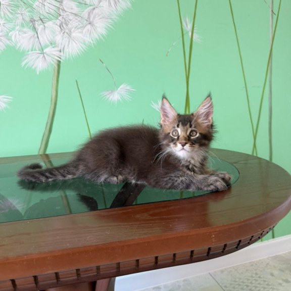 Maine Coon Tom