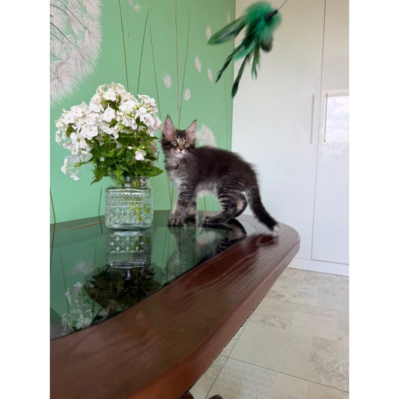 Maine Coon Tom