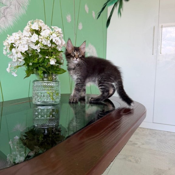 Maine Coon Tom