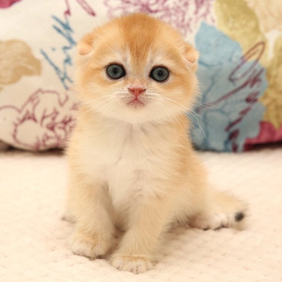 Scottish Yana