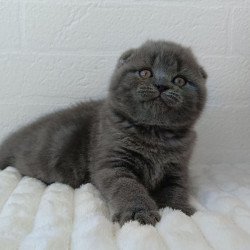 Scottish Winnie