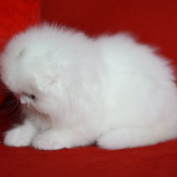 Scottish Sweety