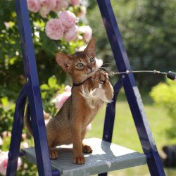 Abyssinian A Mishel