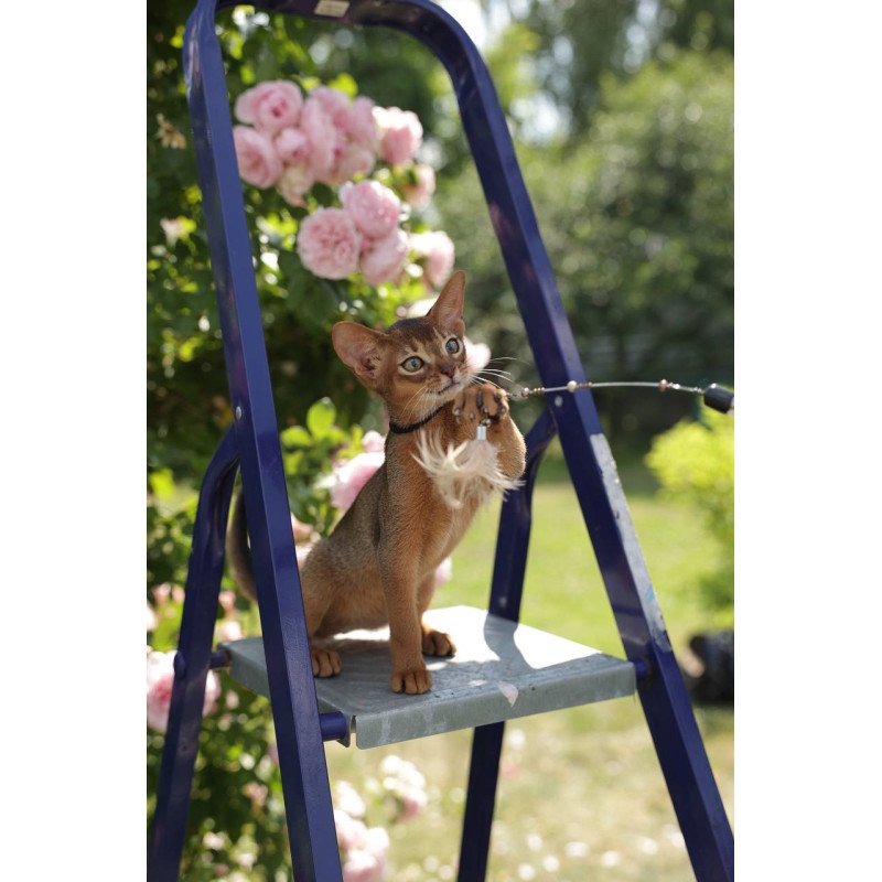 Abyssinian A Mishel
