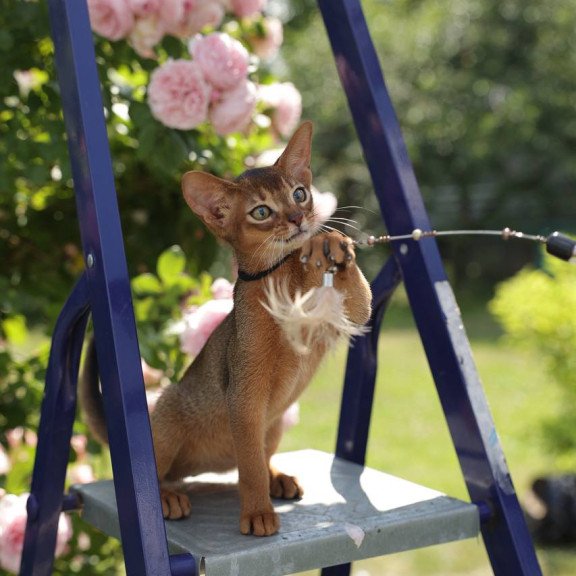 Abyssinian A Mishel
