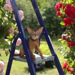 Abyssinian A Mishel