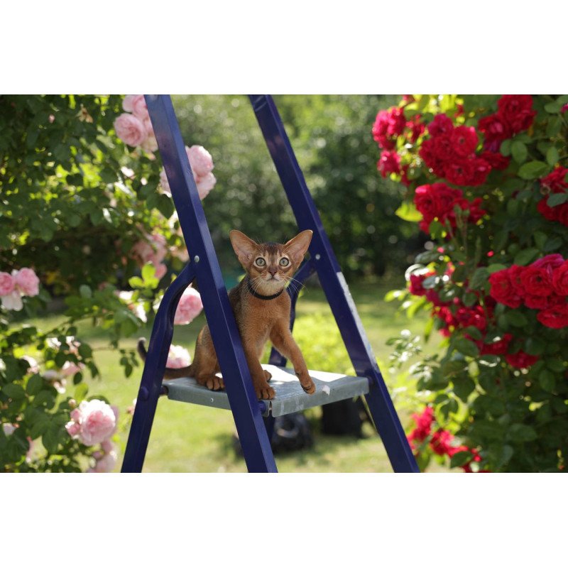 Abyssinian A Mishel