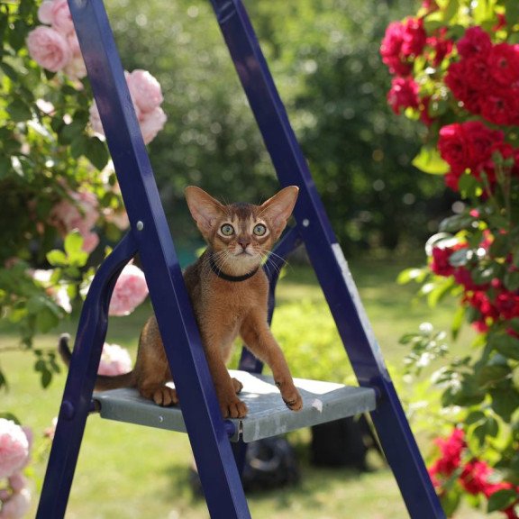 Abyssinian A Mishel