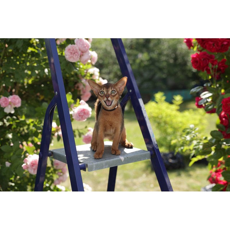 Abyssinian A Mishel