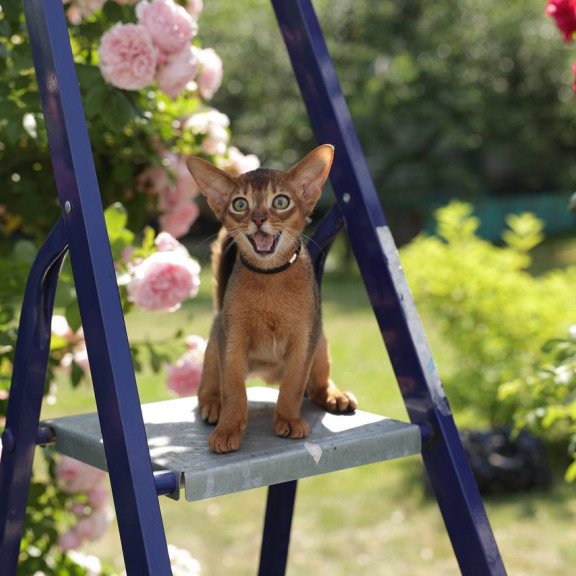 Abyssinian A Mishel