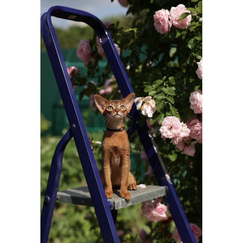 Abyssinian A Mishel