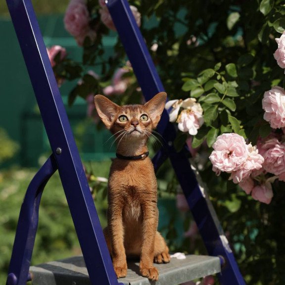 Abyssinian A Mishel