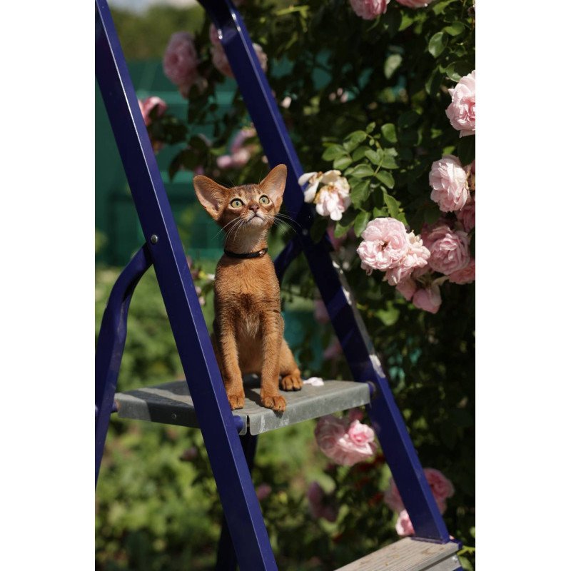 Abyssinian A Mishel