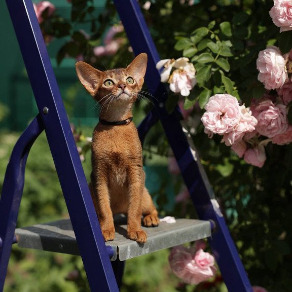 Abyssinian A Mishel