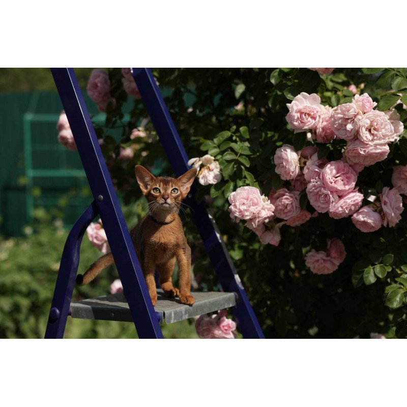 Abyssinian A Mishel