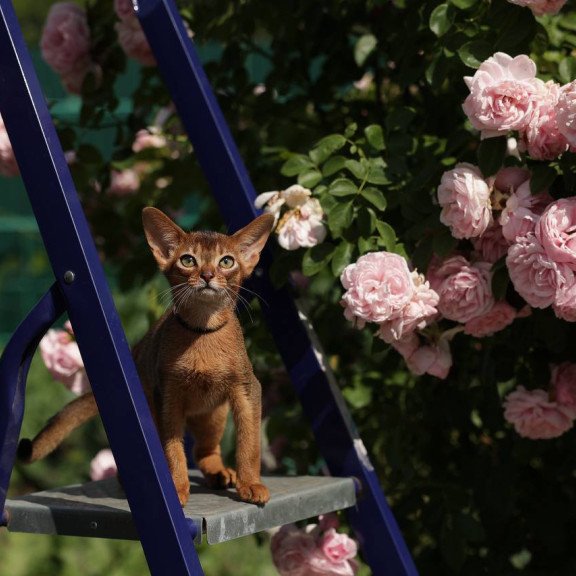 Abyssinian A Mishel