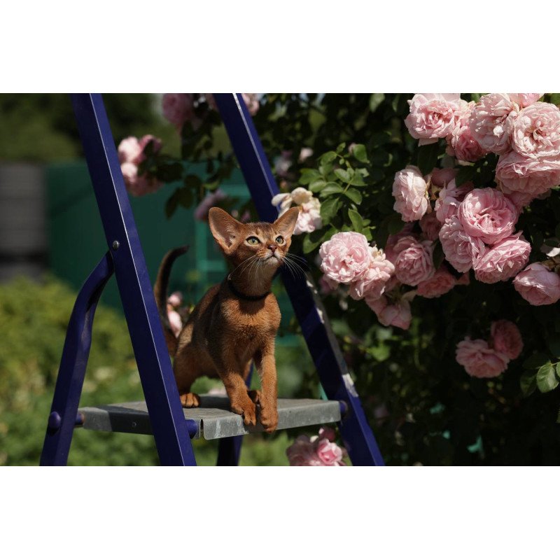 Abyssinian A Mishel