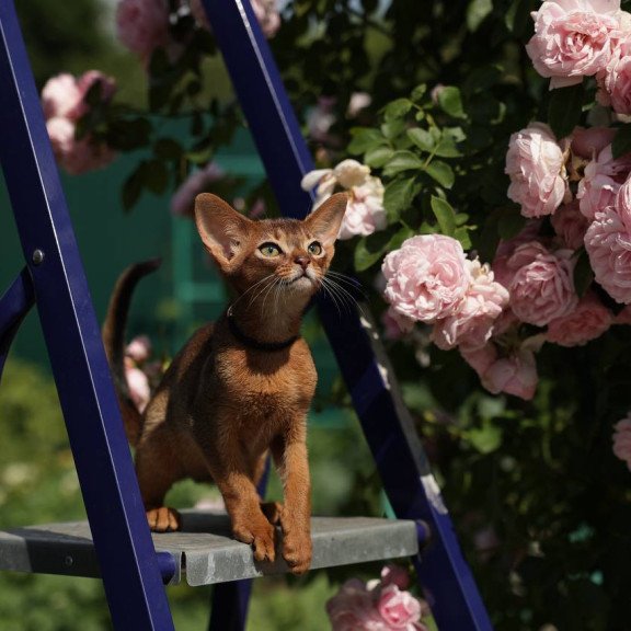 Abyssinian A Mishel