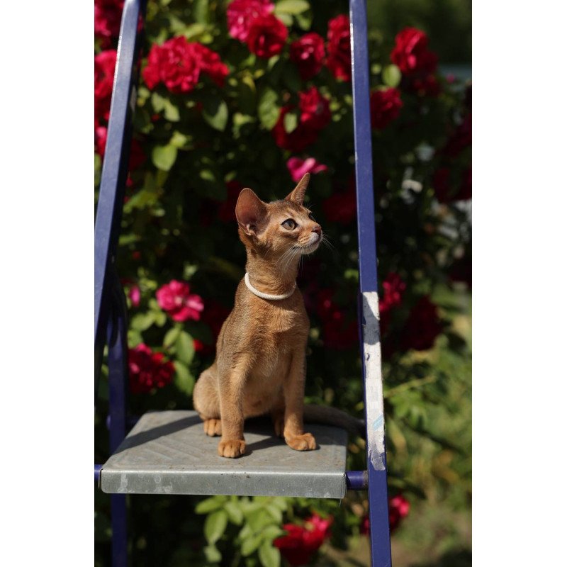 Abyssinian A Melane