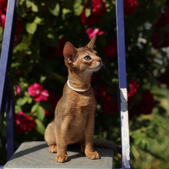 Abyssinian A Melane