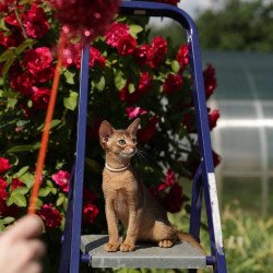 Abyssinian A Melane