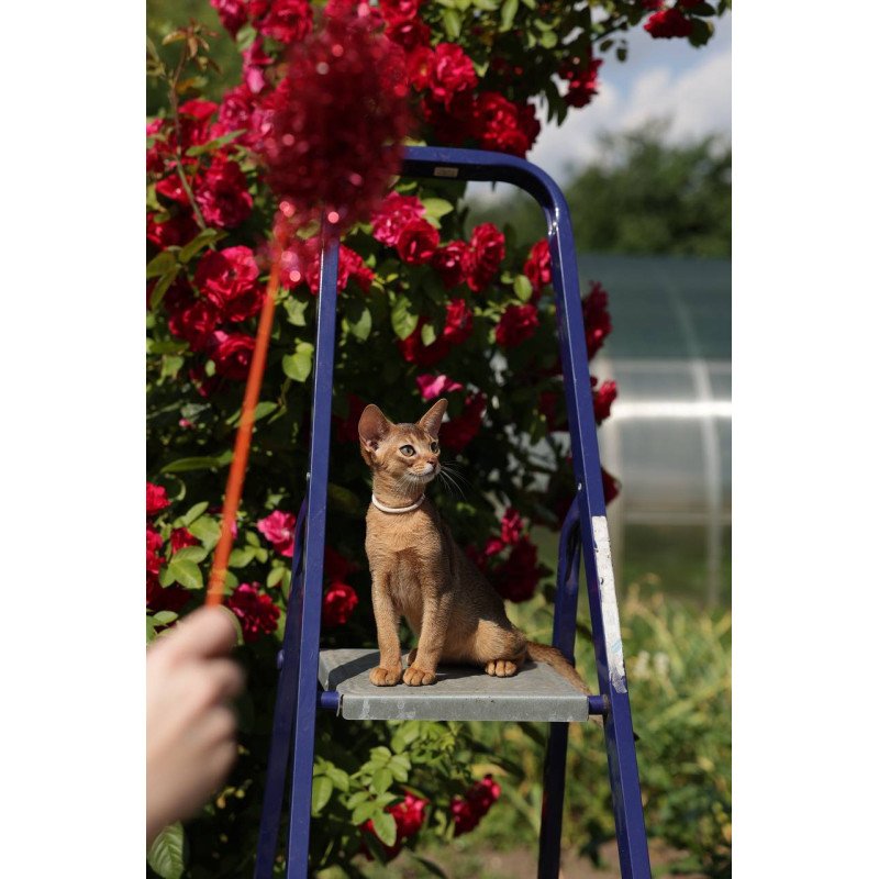 Abyssinian A Melane