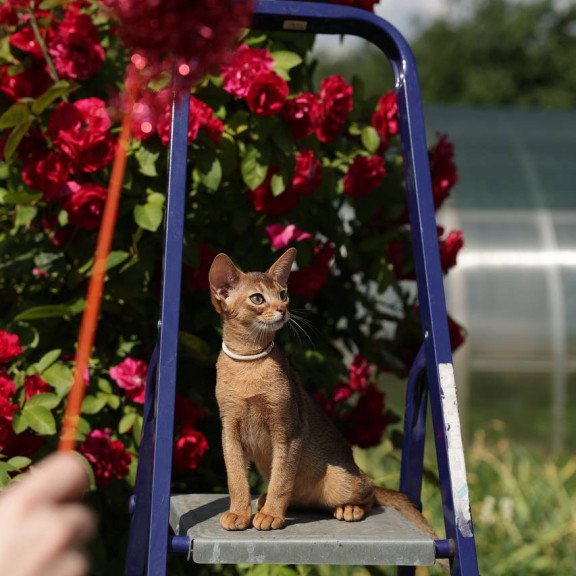 Abyssinian A Melane
