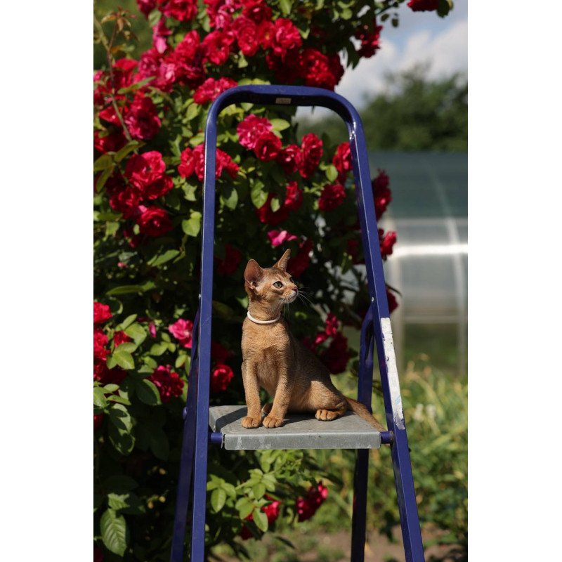 Abyssinian A Melane