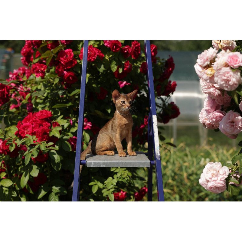 Abyssinian A Melane