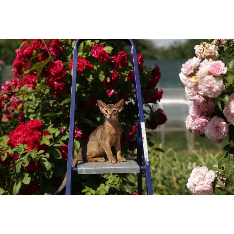 Abyssinian A Melane