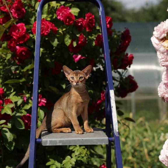 Abyssinian A Melane