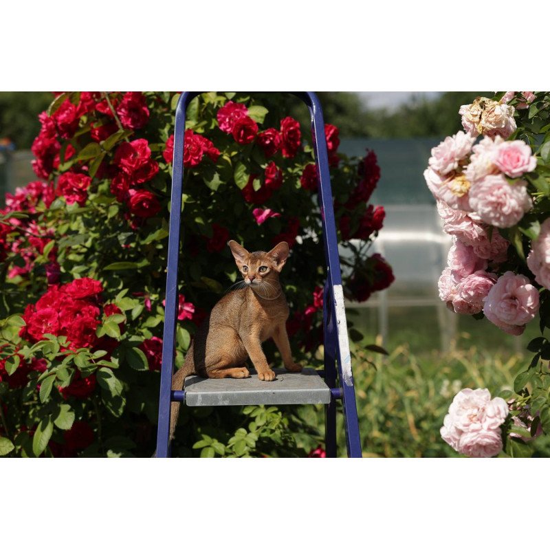 Abyssinian A Melane