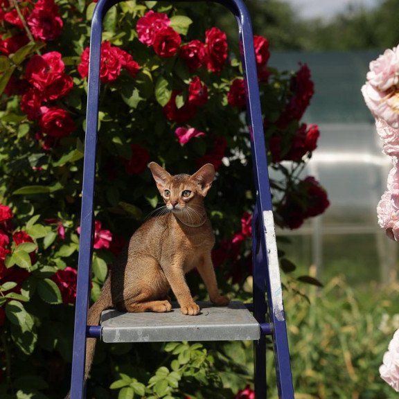Abyssinian A Melane