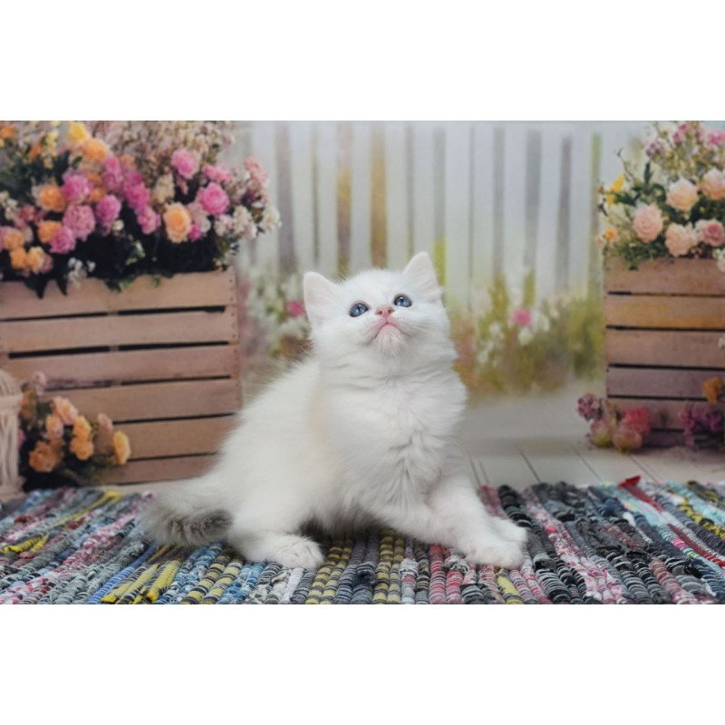 Ragdoll NY Mor
