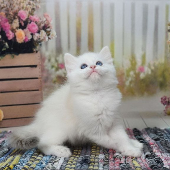 Ragdoll NY Mor