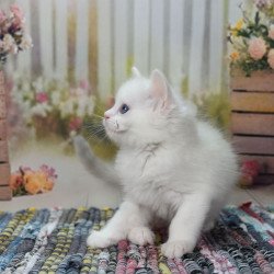Ragdoll NY Mor