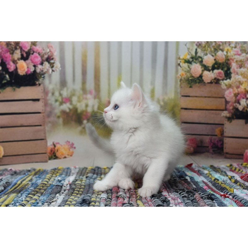 Ragdoll NY Mor