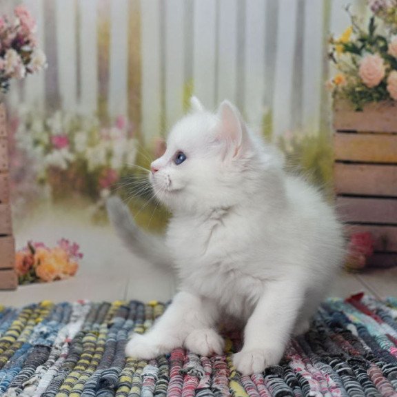 Ragdoll NY Mor