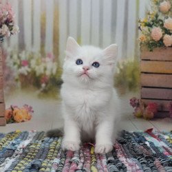 Ragdoll NY Mor