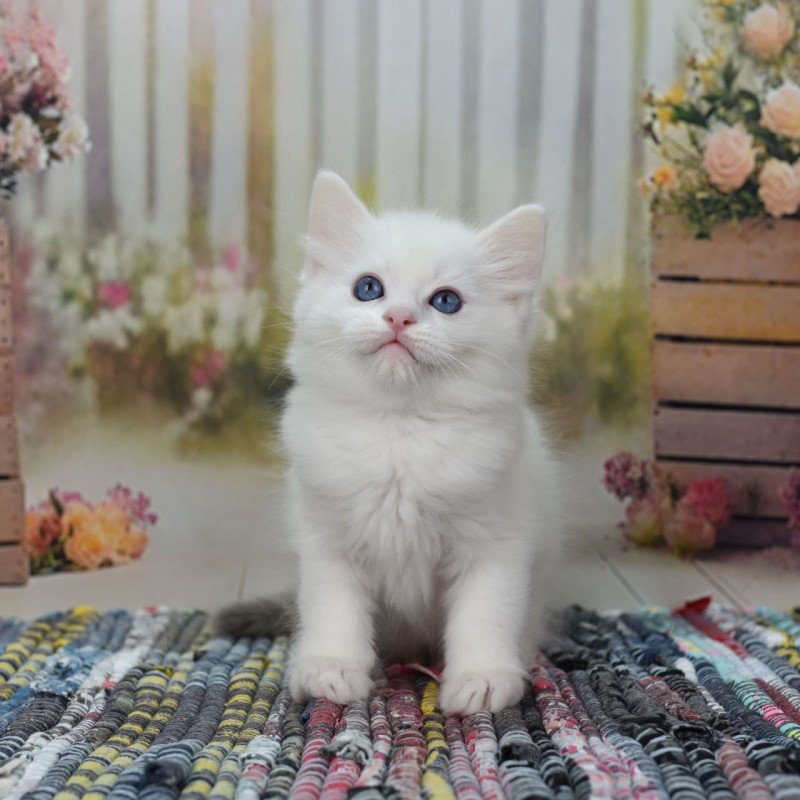 Ragdoll NY Mor