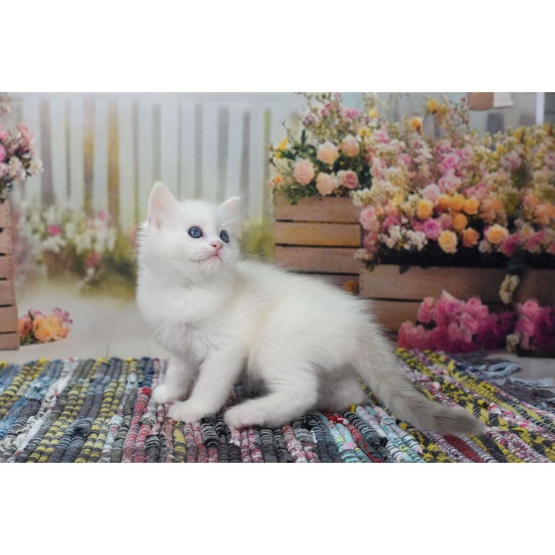 Ragdoll NY Mor