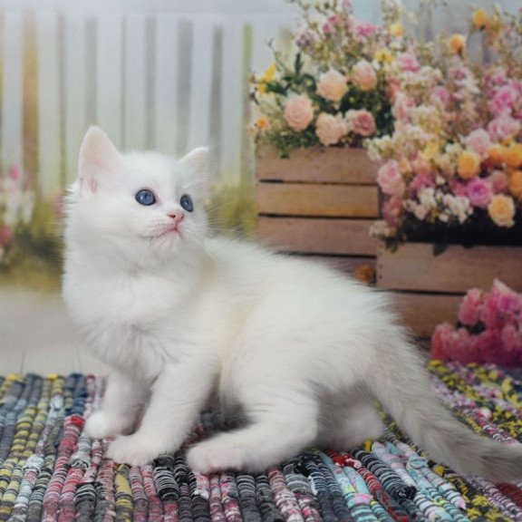 Ragdoll NY Mor