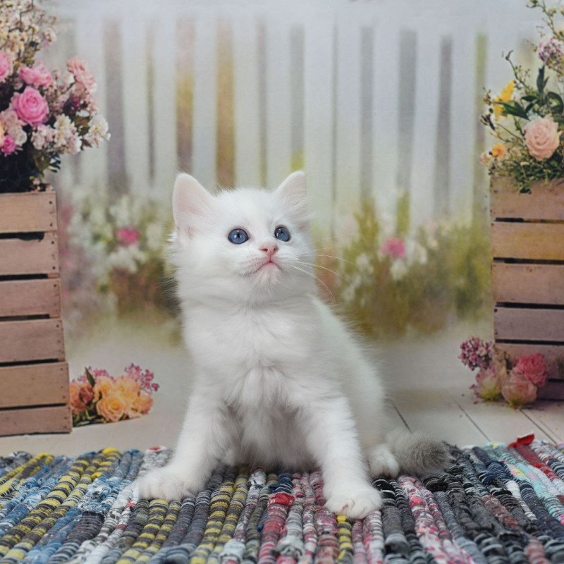 Ragdoll NY Mor