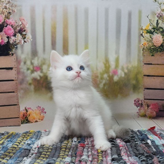 Ragdoll NY Mor
