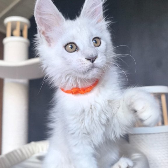 Maine Coon NOV Ulina