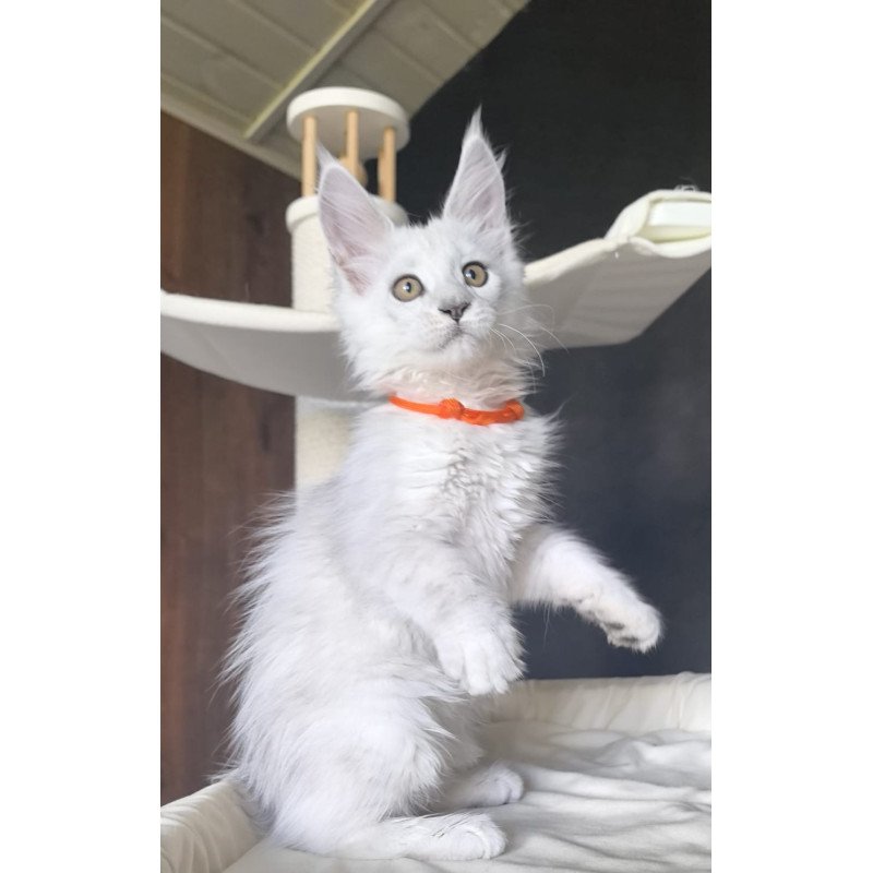 Maine Coon NOV Ulina