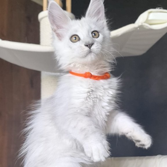 Maine Coon NOV Ulina
